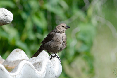 Brown Headed Cowbird 0352