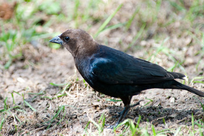 Brown Headed Cowbird 1436