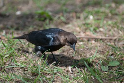 Brown Headed Cowbird 1439