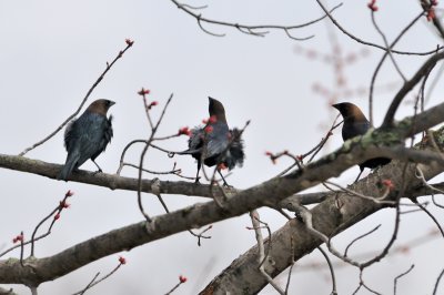 Brown Headed Cowbird 7180