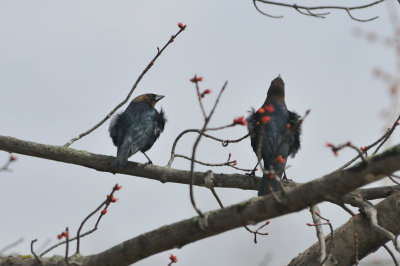 Brown Headed Cowbird 7181