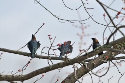 Brown Headed Cowbird 7182