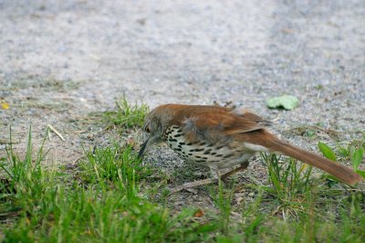 Brown Thrasher 5617