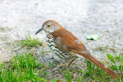 Brown Thrasher 5619