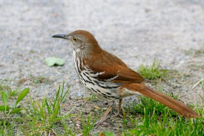 Brown Thrasher 5620