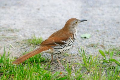 Brown Thrasher 5621