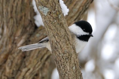 Black-capped Chickadee 8223