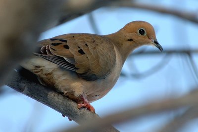 Mourning Dove 2071