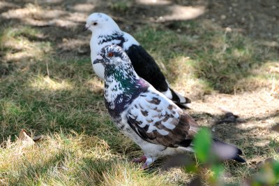 Pigeon 6787
