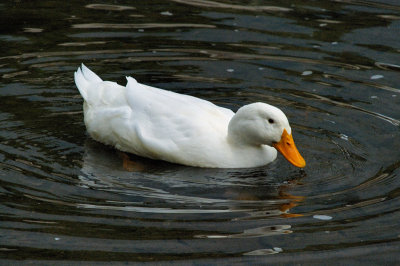 Domestic Duck 0638