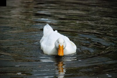 Domestic Duck 0639