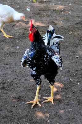 Rooster-Cuba 8091