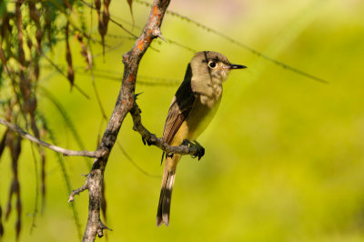 Flycatcher 8028
