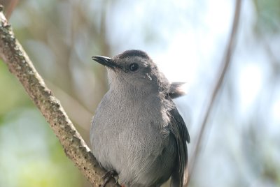 Flycatcher 0112