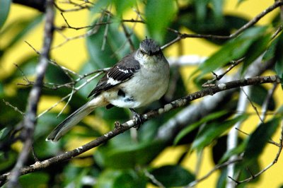 Flycatcher 4102