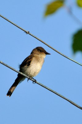 Flycatcher 4663
