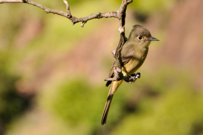 Flycatcher 8025