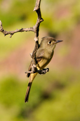 Flycatcher 8026