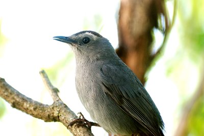 Flycatcher 0141