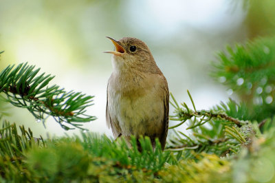 House Wren 5818