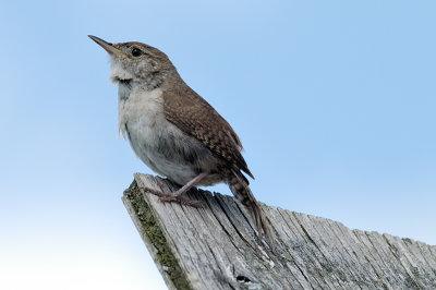 House Wren 0434