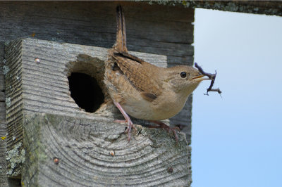 House Wren 0440