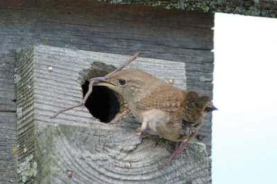 House Wren 0442