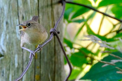 House Wren 5800