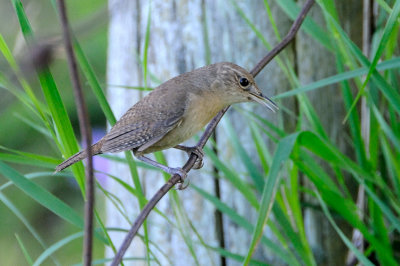 House Wren 5801