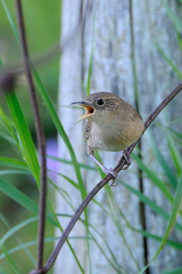 House Wren 5802