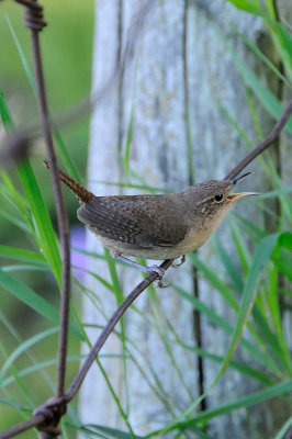 House wren 5803