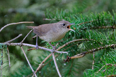 House Wren 5814