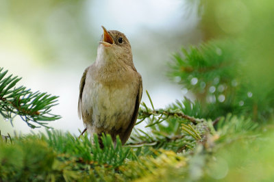 House Wren 5817