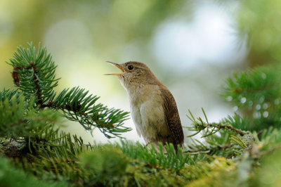 House Wren 5821