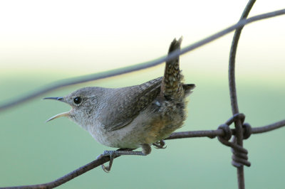 House Wren 5886