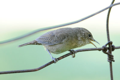 House Wren 5888