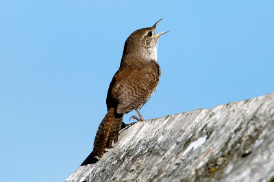 Wrens