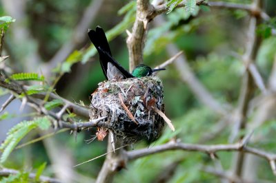 Cuban Emerald on Nest 6560