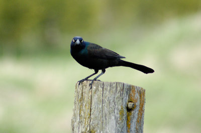 Common Grackel