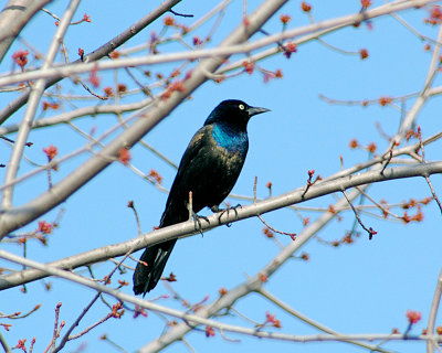 Common Grackle