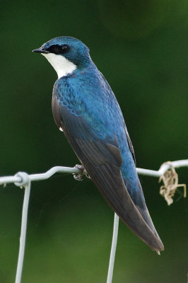Tree Swallow 0247