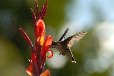 Ruby-throated Hummingbird 13.jpg