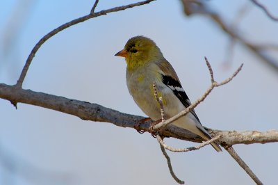 Goldfinch-2720.jpg