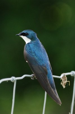 Tree Swallow 0249