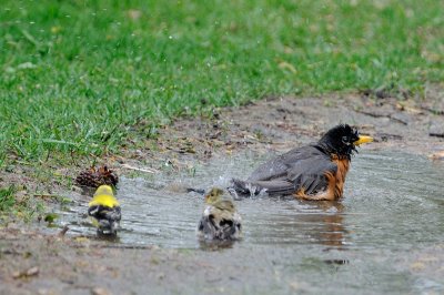 Goldfinch-5597.jpg