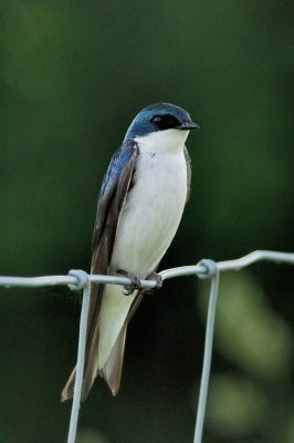 Tree Swallow 0250