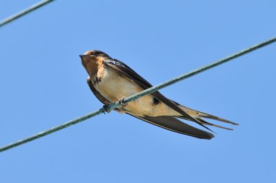 Barn-Swallow-4709.jpg