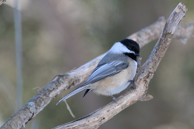 Black-capped-Chickadee-8341.jpg