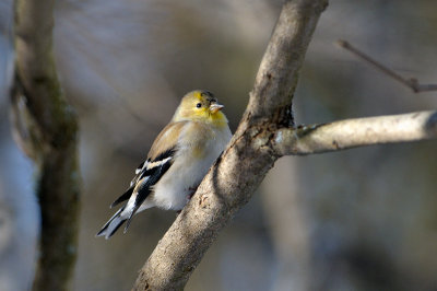 Goldfinch-8303.jpg