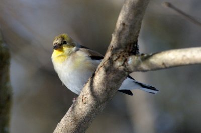 Goldfinch-8304.jpg